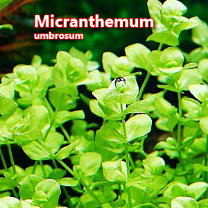 Micranthemum umbrosum